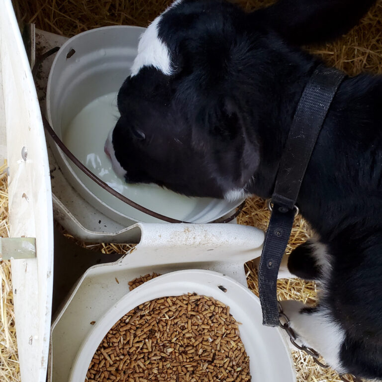 Prevent abomasal bloat in young dairy calves Grainews
