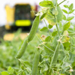 Pea yields are challenged by disease, specifically with aphanomyces, which is a soil-borne disease that has long life in the soil. The creation of a resistant variety would be a game changer in the pea seed market.