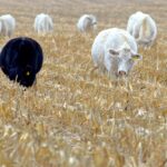 Loose-cornstalk residue left in the field for grazing cattle has a different nutritional value than cornstalk bales.