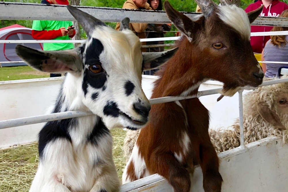 File photo of goats on display at the Hanover Agricultural Fair in Grunthal, Man. in August 2019. (Dave Bedard photo)
