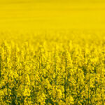 In addition to yield potential and pod integrity, consider herbicide- resistance traits when choosing canola varieties for your farm.