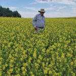 Derek Dewar, Sask Mustard’s board chair, inspects his field of AAC Brown 18.