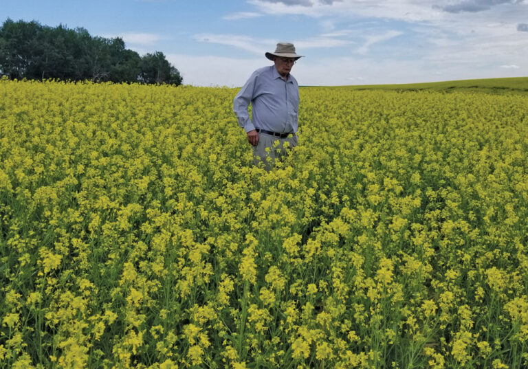 New hybrid brown mustard offers yield boost over conventional options