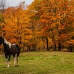 A horse on a property at Goulais River, north of Sault Ste. Marie, Ont. (Davidfillion/iStock/Getty Images)