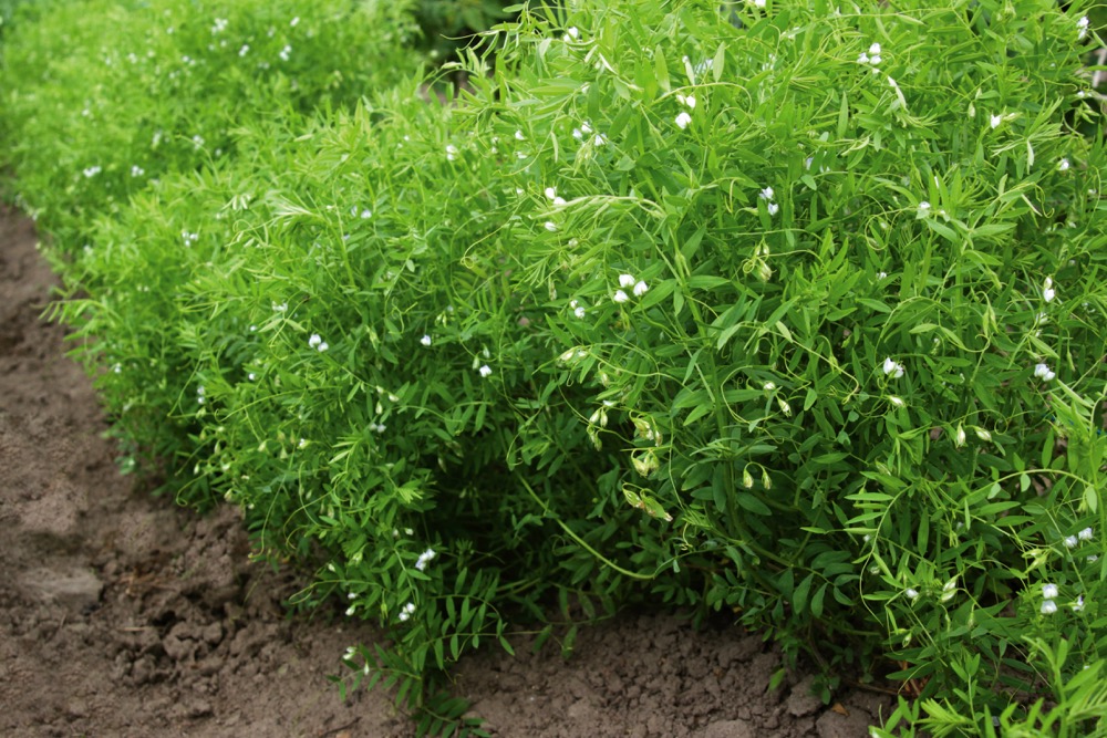 As much as possible, prevent the spread of disease by reducing movement of soil between fields.