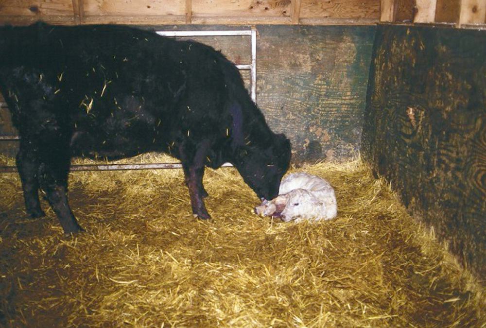 Tips for ‘grafting’ a new calf to a new mother