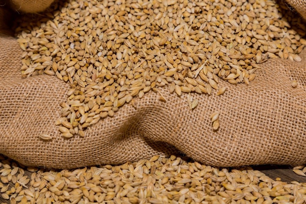 File photo of South African malting barley. (Sunshine Seeds/iStock/Getty Images)
