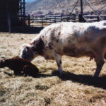 It is important to make sure newborn calf is “accepted” and gets proper feed of colostrum.