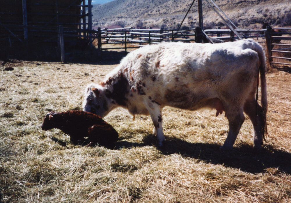It is important to make sure newborn calf is “accepted” and gets proper feed of colostrum.