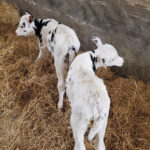 In dairy operations twin calves usually mean some extra management is required.