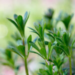 New herbicides for 2021