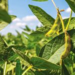 Seven tips for successful pulse and soybean crop disease management