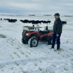 Jerry Baerg out checking cattle as graze on chaff piles — all part of keeping nutrients on the field.