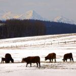 (Photo courtesy Canada Beef Inc.)