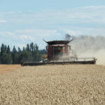 Combine working its way through a 259 bushel harvest