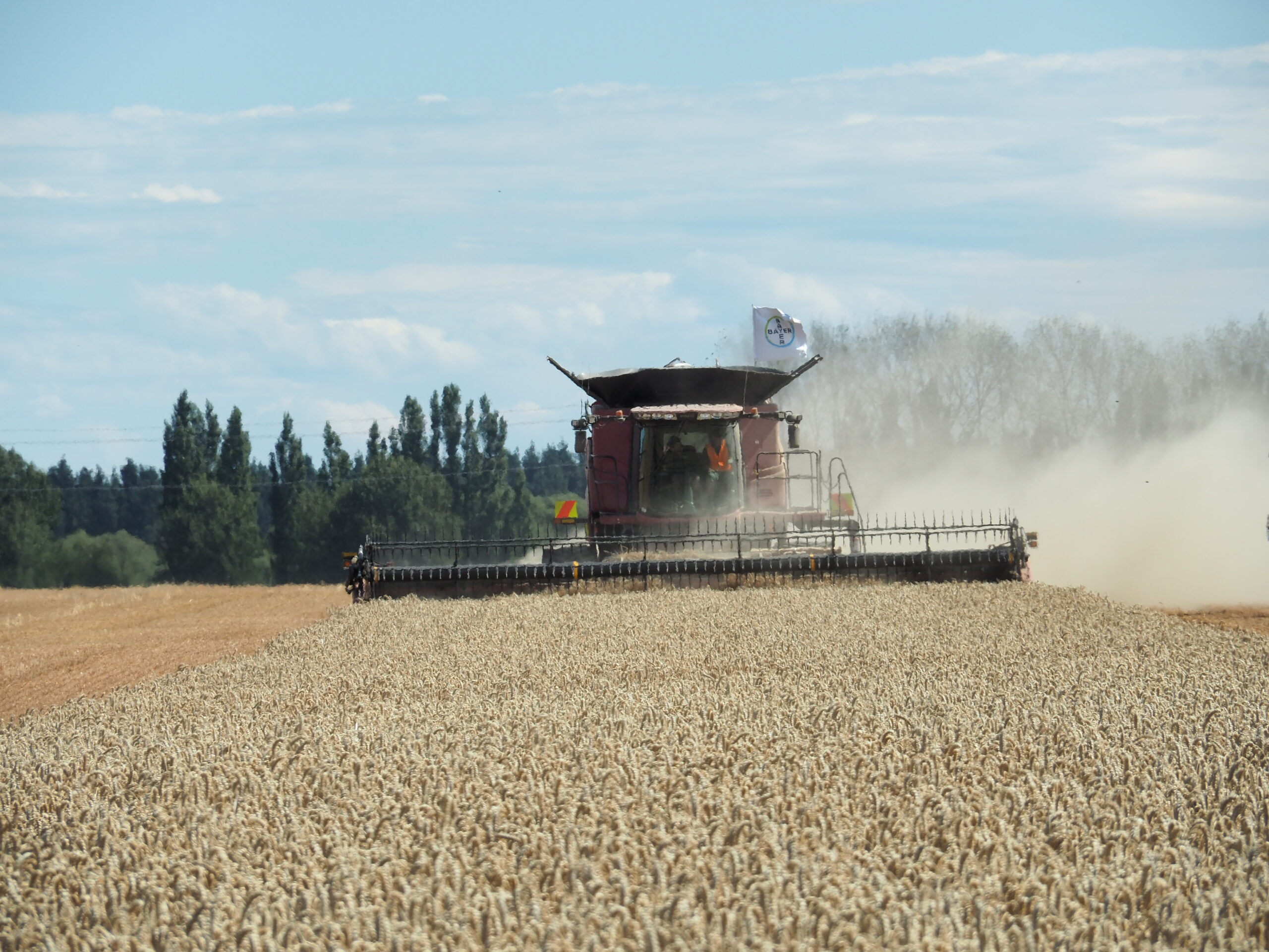 Combine working its way through a 259 bushel harvest