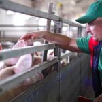 The 2021 Banff Pork Seminar offered a trove of valuable information for Canada’s hog producers.