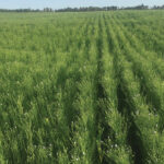 The cover crop of fall rye seeded late in 2018 appeared to have a lasting effect to help control weeds as Fensky seeded flax in the spring of 2019.