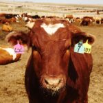 (Photo courtesy Canada Beef Inc.)