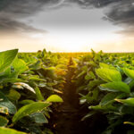 Practical tips for soybean seeding success