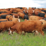 As programs that pay for carbon storage evolve, payments to farms and ranches may be tied to sustainability initiatives such as protection of wildlife habitat and conservation easements.