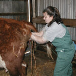Veterinarian Susie Lutz works to dilate the vagina of this heifer in preparation of pulling the calf.
