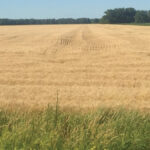 The photo above shows compaction in a wheat field. Adam Gurr, who has been practicing CTF on his farm since 2011, has observed the most obvious source of compaction-related yield loss is a result of in-season traffic, most notably any seeding prep, seeding and sprayer traffic that occurs on wet ground.