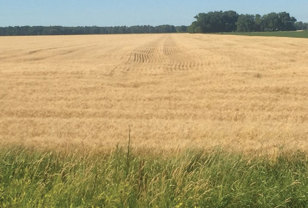 The photo above shows compaction in a wheat field. Adam Gurr, who has been practicing CTF on his farm since 2011, has observed the most obvious source of compaction-related yield loss is a result of in-season traffic, most notably any seeding prep, seeding and sprayer traffic that occurs on wet ground. 