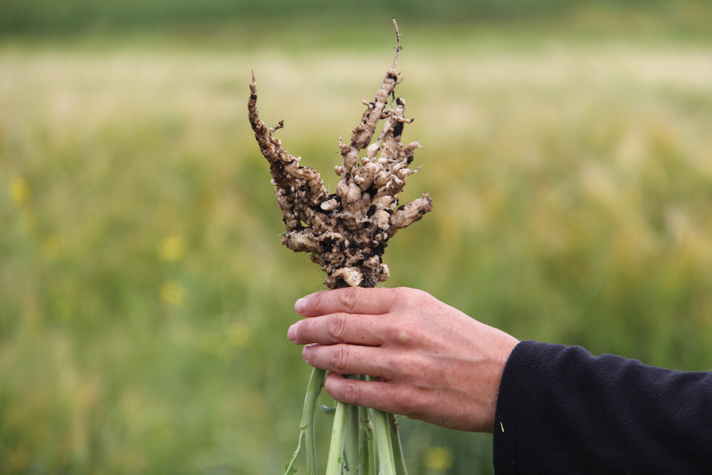 How to prevent a clubroot catastrophe