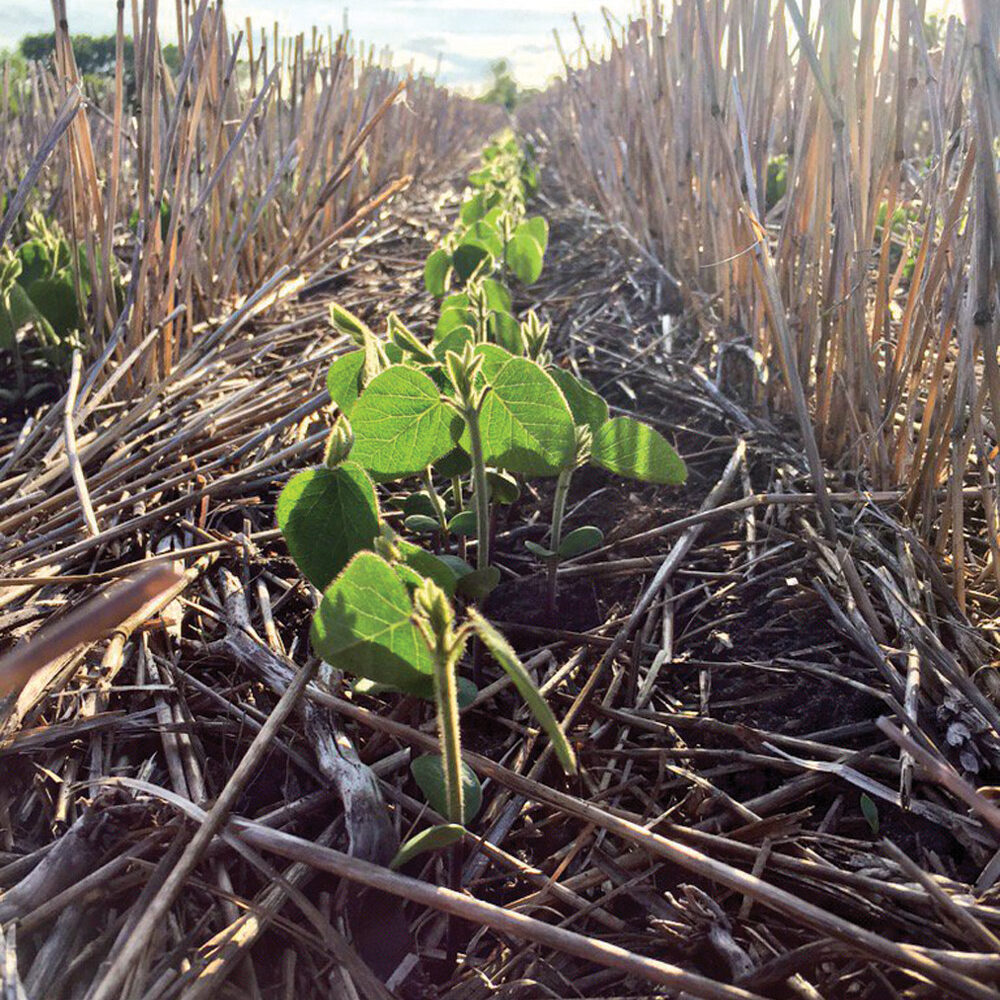 As some producers are realizing the benefits of inter-row seeding and as soil compac­tion is becoming a more mainstream concern, con­trolled traffic farming and accurate-to-the-inch navigation are gaining attention. This photo shows inter-row seeding of canola using RTK technology.