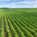 A field of spring wheat with yellowing, chlorotic plants.