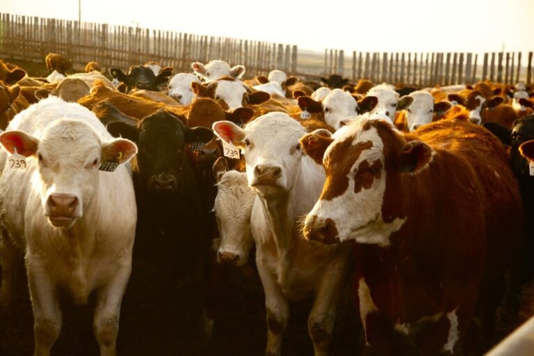 Klassen Feeder cattle market exhibits defensive tone Grainews