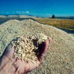Oats. (Doug Wilson photo courtesy ARS/USDA)