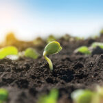 Taking the soil microbiome to lunch