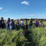 Several participants attended a field day on Walker Farms to have a look at the cocktail blend of forages. Cattle, in the background, will eventually move into this productive feed as part of a high-intensity, rotational grazing program.