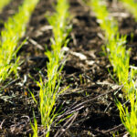 Winter wheat grower Doug Martin has been trying a balanced fertility approach based on soil test recommendations on his farm.