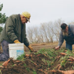 Carrot harvest is in full swing. Iver supplies me with water for my large garden and we share the produce.