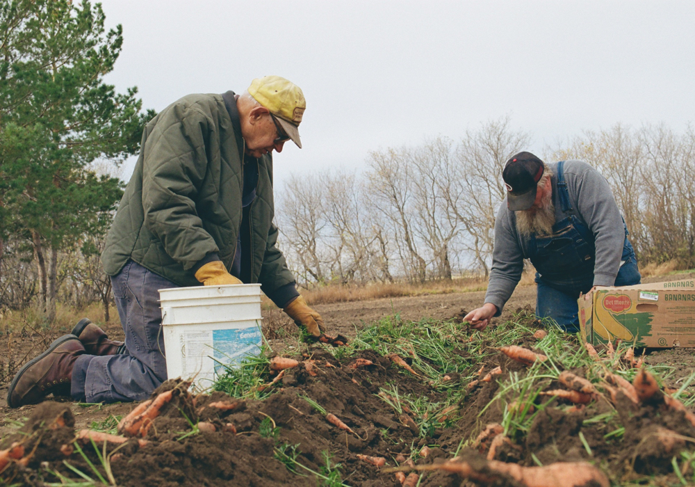 Carrot harvest is in full swing. Iver supplies me with water for my large garden and we share the produce.