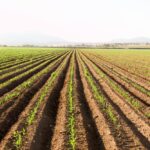 A cornfield in Mexico’s Chihuahua state. (Undefined undefined/iStock/Getty Images)