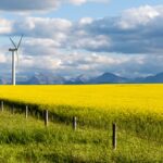A canola field near Pincher Creek, Alta. (Laughingmango/E+/Getty Images)