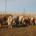 The backlog of market-ready cattle should be cleaned up by late April.