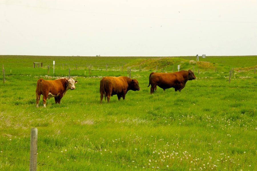 Mixing it up — benefits of crossbred bulls