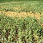 Drought stressed grain crops like this barley may not be worth combining, but they can be used as livestock feed. It is always important to have feed tested to determine its nutrient value.