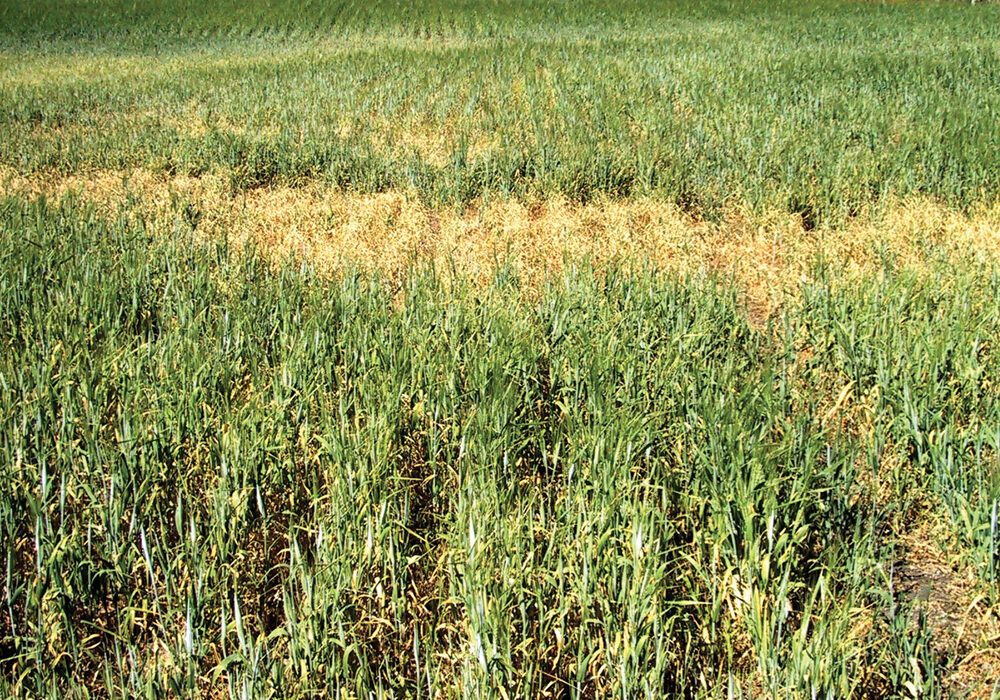 Drought stressed grain crops like this barley may not be worth combining, but they can be used as livestock feed. It is always important to have feed tested to determine its nutrient value.