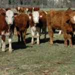 While the U.S. beef cattle industry is still in retraction, the potential for increasing demand for beef is a sign for Canadian producers to keep producing.