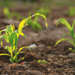 There is a great diversity of soil microorganisms. Their needs should be considered when starting a new soil management plan. Having a strong soil microbial community will improve physical and chemical constraints.
