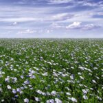 (Flax Council of Canada photo)