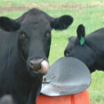Have a look at the mineral mix to make sure it has components for grazing and breeding season.