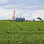 File photo of a green soybean crop south of Winnipeg. (Dougall_Photography/iStock/Getty Images)