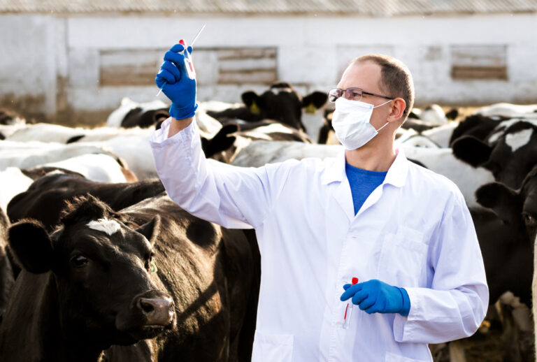 Do animal diseases impact humans? Grainews